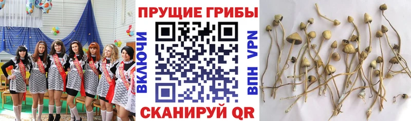 Галлюциногенные грибы прущие грибы  OMG   Богородицк  сколько стоит 